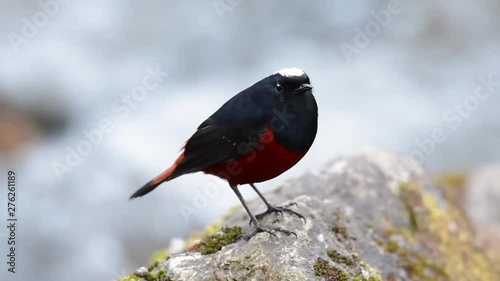 The White-capped Redstart is known for its white lovely crown, dark blue-blackish wings and brown under feathers and its tail starts with red; its habitat is high elevation and cold mountain streams. photo