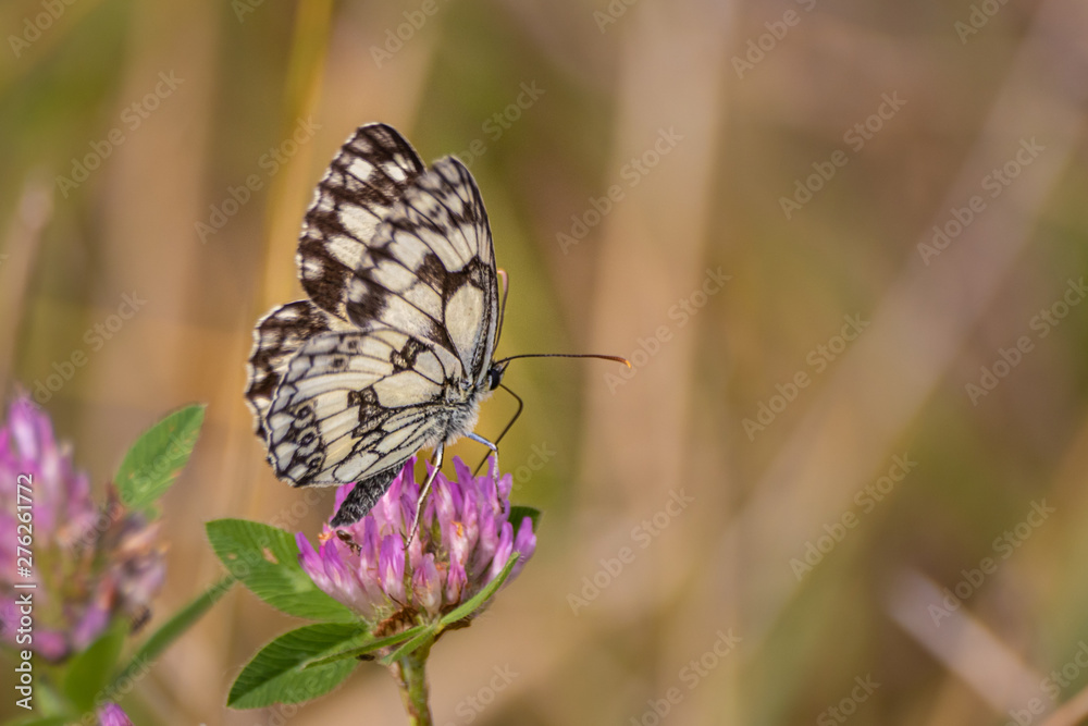 Obraz premium Demi-deuil