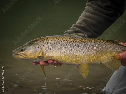 Brown & Rainbow trout gently released