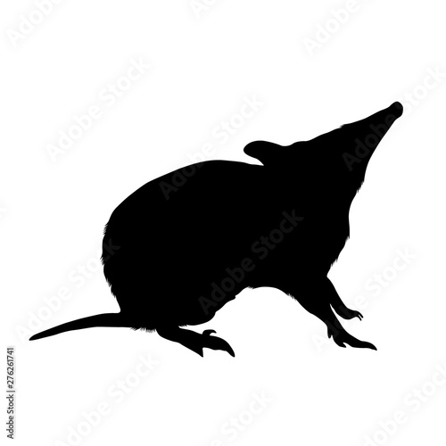 Southern Silhouette Bandicoot (Quenda) At Western Australia