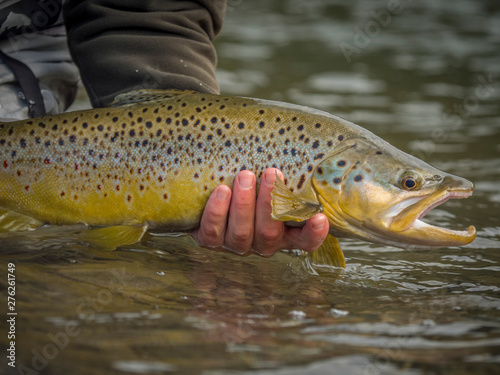 Fototapeta Naklejka Na Ścianę i Meble -  Brown & Rainbow trout gently released