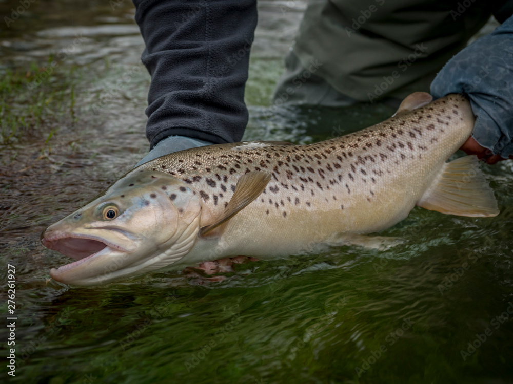 Obraz premium Brown & Rainbow trout gently released