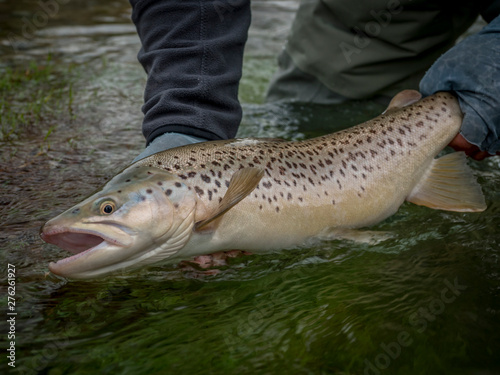 Brown & Rainbow trout gently released © Andrew