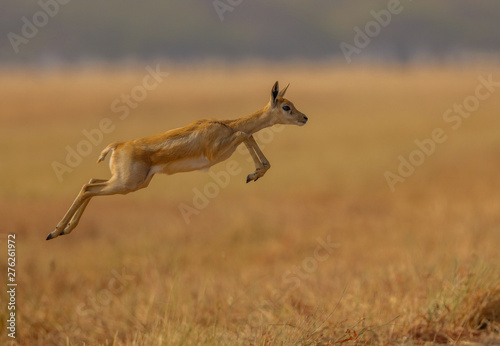 Jumping  Black Buck - Gujarat , The blackbuck also known as the Indian antelope, is an antelope found in India, Nepal, and Pakistan. photo