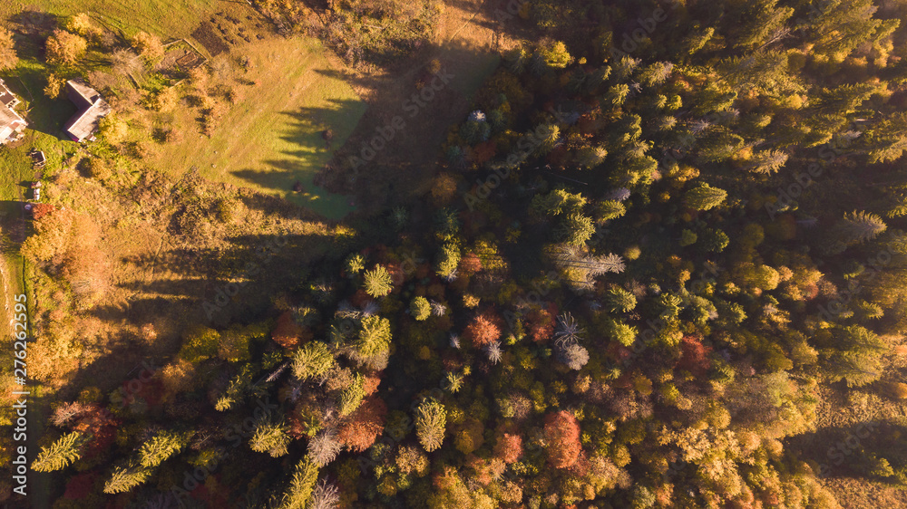 The forest trees from the top view The forest trees from the top view