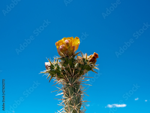 Close up of a blooming cholla cactus, Cylindropuntia sp., with lots of blue Nevada desert sky.