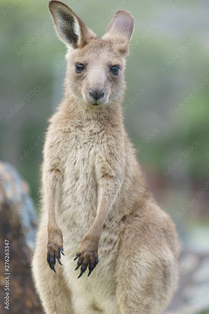 Obraz premium Wild kangaroos in Australia