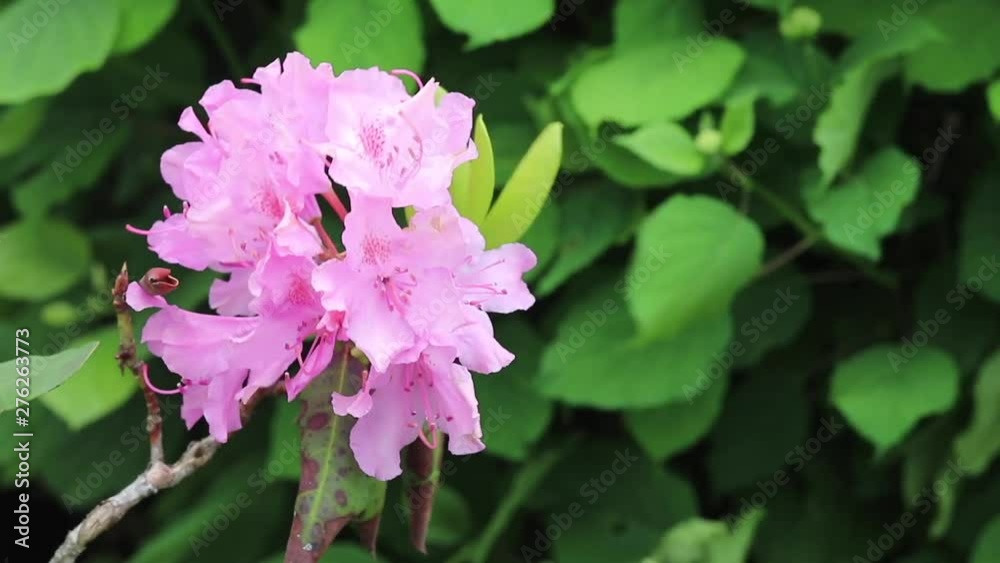 Pink flower blowing in the wink against greenery. Filmed in 60fps and slowed down 1/2. 2 of 2 in clip sequence. Pink flower blowing in the wink against greenery. Filmed in 60fps and slowed down 1/2. 2 of 2 in clip sequence.
