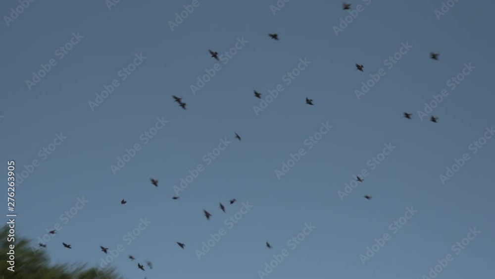 A flock of birds circles treetops and buildings near the Charles River in Waltham, MA. A flock of birds circles treetops and buildings near the Charles River in Waltham, MA.