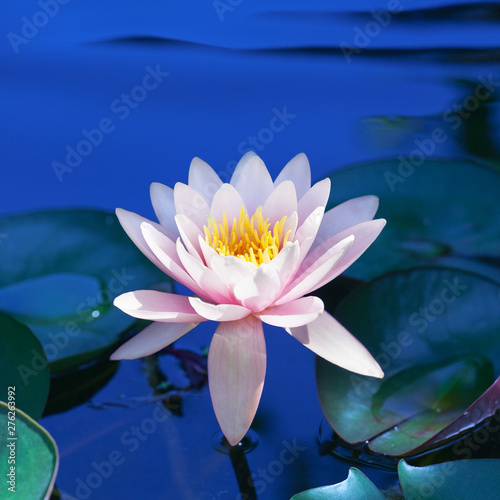 Pink lily flower blossom on blue water and green leaves background close up, beautiful purple waterlily in bloom on pond, one lotus flower floating on water surface on sunny summer day, copy space