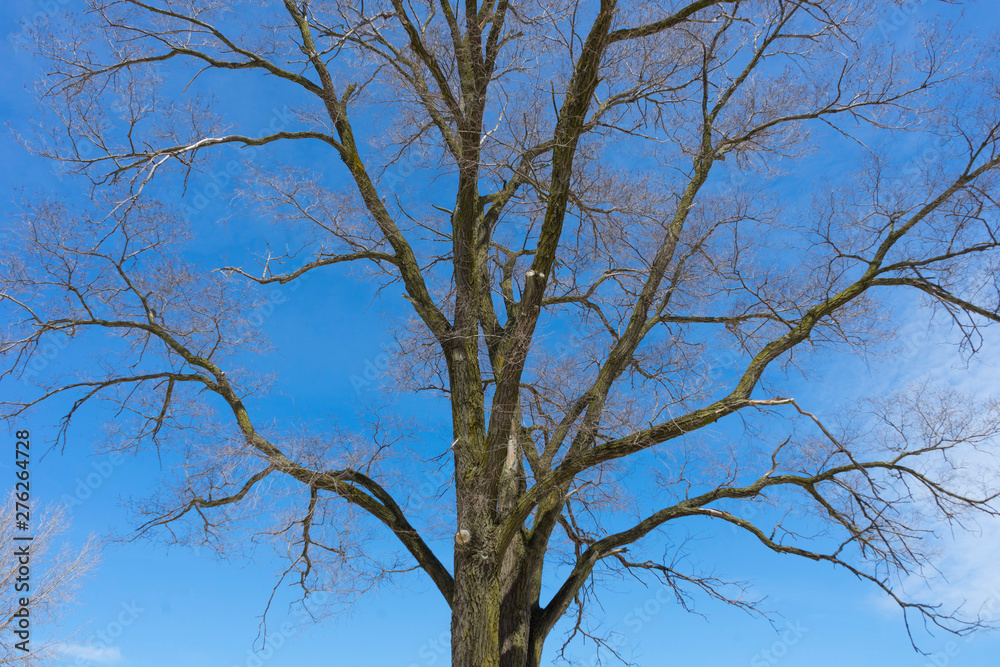 Bare branches of a dark tree against a blue sky in winter Bare branches of a dark tree against a blue sky in winter