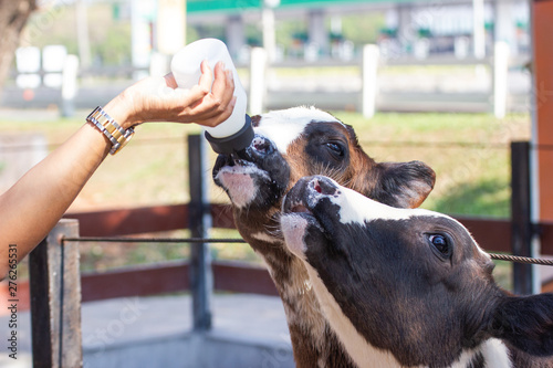 Baby cow feeding on milk bottle by hand men