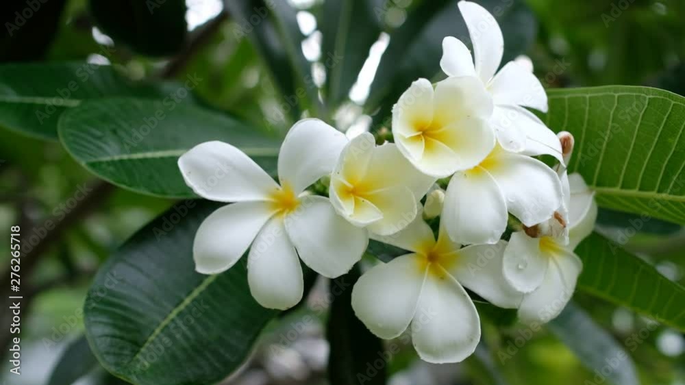 Frangipani flower, Plumeria, Temple Tree, Graveyard Tree 