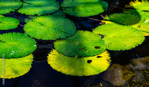Принти на полотні Nymphaea lotus water lily leaves