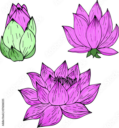 three stages of Lotus flower in pink shade,vector scetch