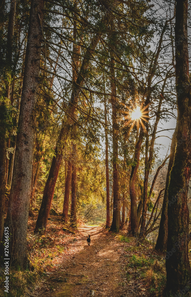 Fototapeta premium forest path with sunbeams and small black dog