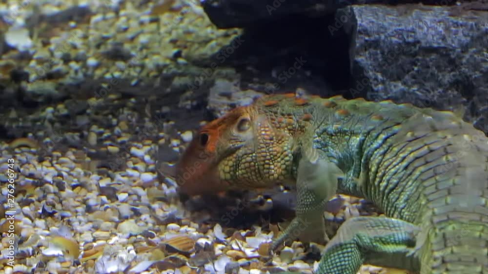 Caiman Lizard swimming under water Caiman Lizard swimming under water