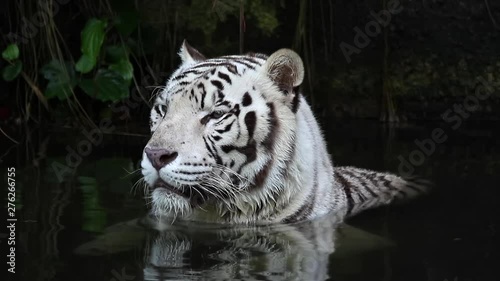 White tiger submerge under water photo