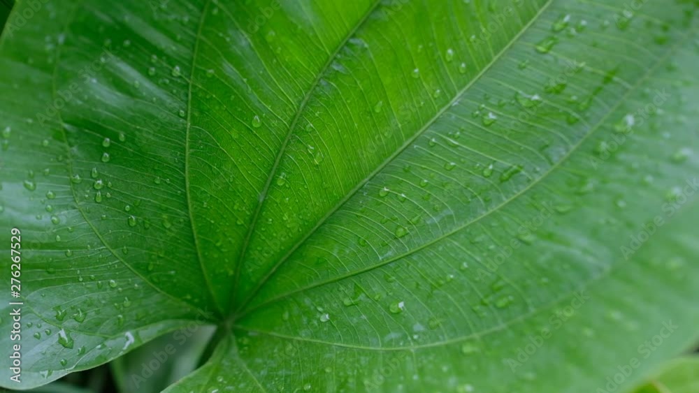 water on leave background, Green leaf, nature background, water on leave background, Green leaf, nature background,