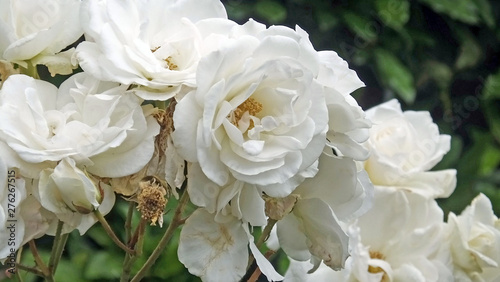 Beautiful mix of Roses and flowers in walled Garden in Ireland