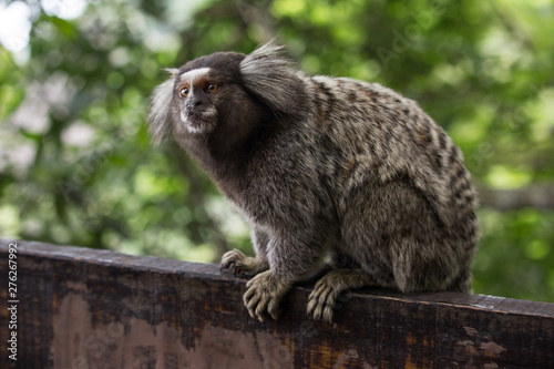Canvas Print Sagui monkey (Callithrix jacchus)