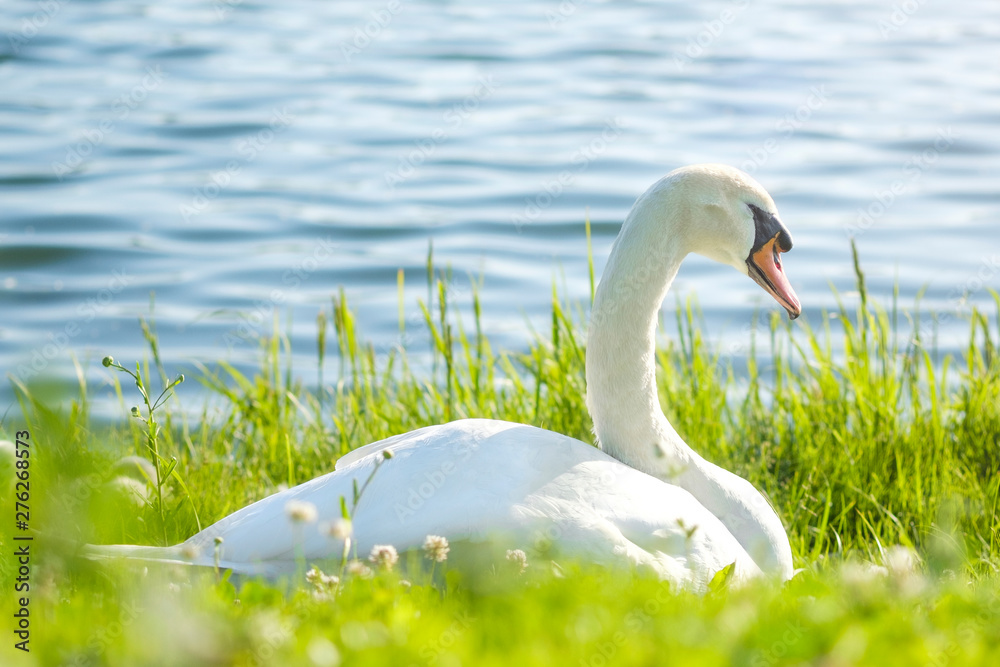 A beautiful white swan sits on green grass against a blue lake. A beautiful white swan sits on green grass against a blue lake.