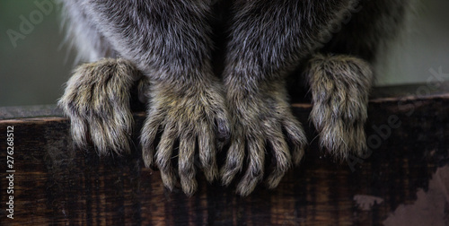 Sagui monkey (Callithrix jacchus)