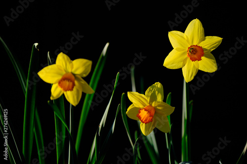 Fototapeta Naklejka Na Ścianę i Meble -  Backlit Daffodils in Garden
