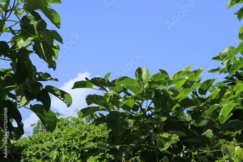 green leaves and blue sky