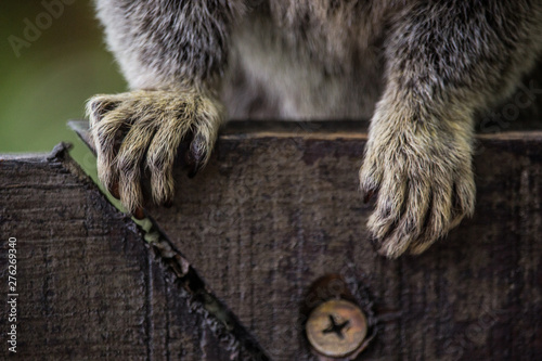 Sagui monkey (Callithrix jacchus)