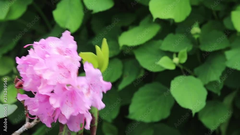 Pink Rhododendron flower blowing in the wind, close-up. Pink Rhododendron flower blowing in the wind, close-up.