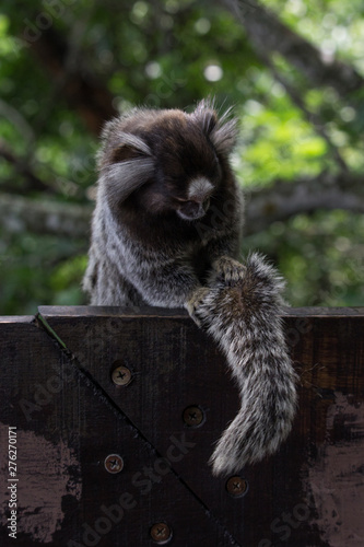 Sagui monkey (Callithrix jacchus)