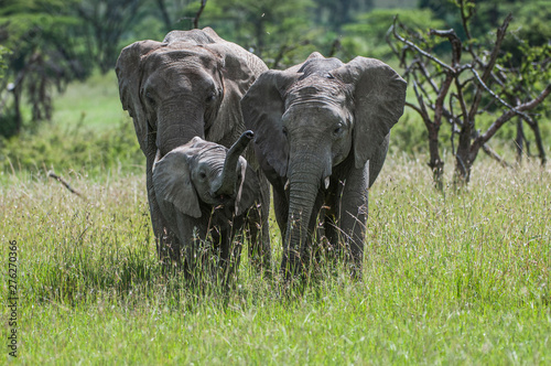Two elephants,  or loxodonta africana, with baby elephant who has trunk up, standing in lush green grass, with blurred background. Masai Mara, Kenya