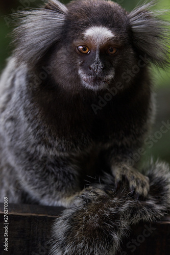 Sagui monkey (Callithrix jacchus)