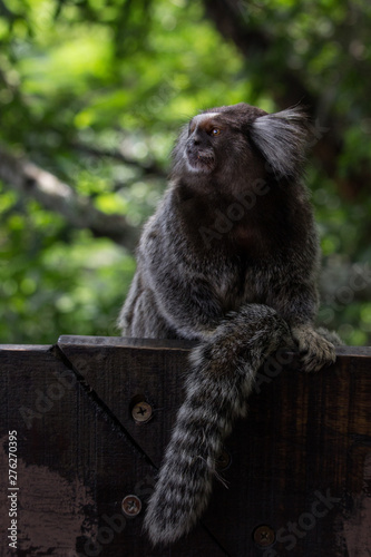 Sagui monkey (Callithrix jacchus)