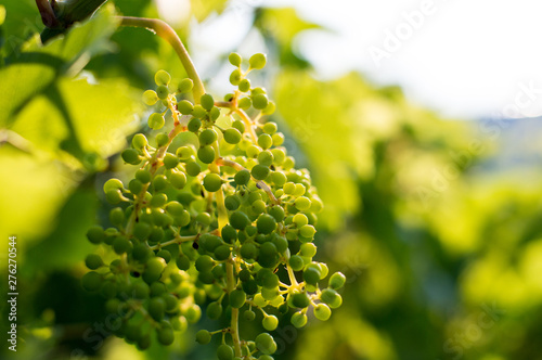 Green unripe green wine grapes cluster in vineyard, winegrowing, soft selective focus
