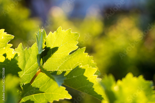 Fresh green vine leaves in vineyard, winegrowing. Summer sun lights, soft selective focus.