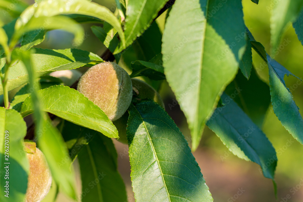 Small unripe green peach on the tree in an orchard, on a sunny day. Concept of organic farming, healthy fresh unprocessed food, paleo diet. Soft selective focus. Small unripe green peach on the tree in an orchard, on a sunny day. Concept of organic farming, healthy fresh unprocessed food, paleo diet. Soft selective focus.