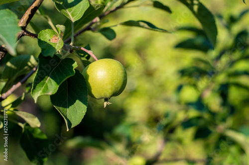 Green unripe apple on the tree in summer day. The fruits of green apple grow on a branch in the garden. Soft selective focus.