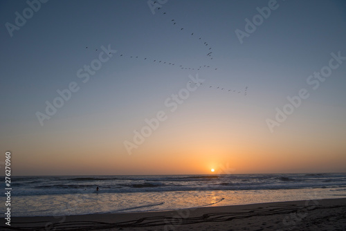 pelican at sunset