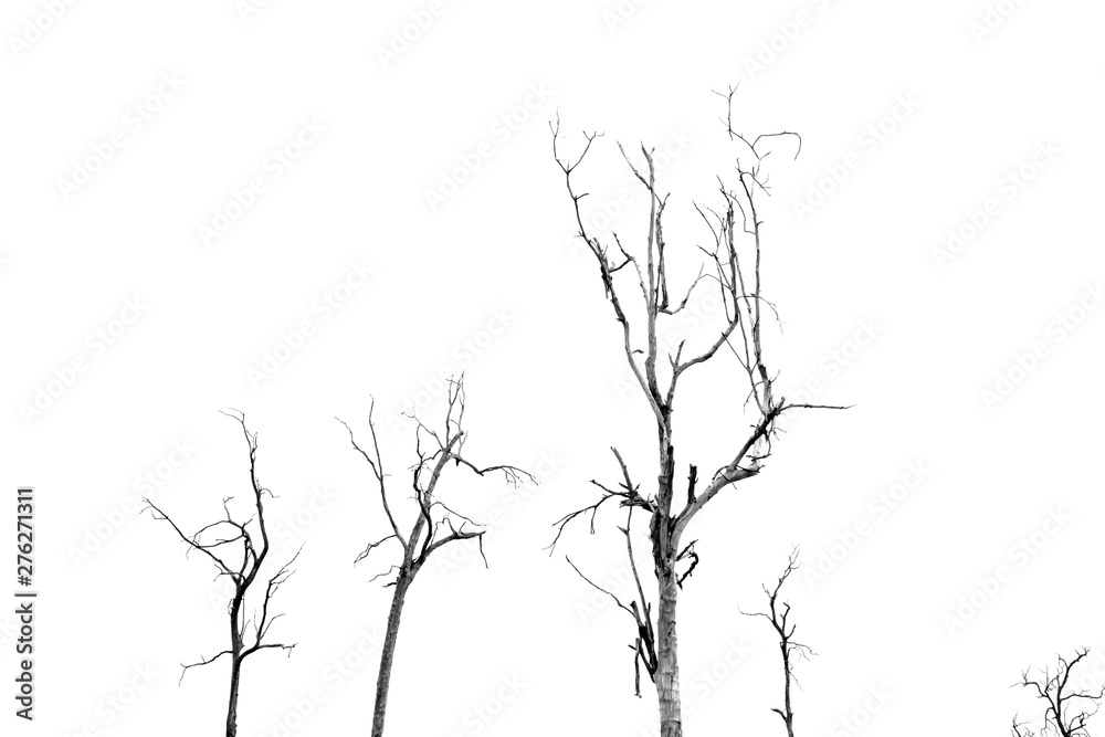 Obraz premium Dead Tree without Leaves