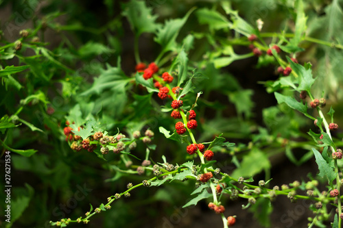 Leafy goosefoot (Blitum virgatum syn. Chenopodium foliosum). Strawberry spinach is a exotic red berries with a green leaf.  Vegan lifestyle, harvest time.