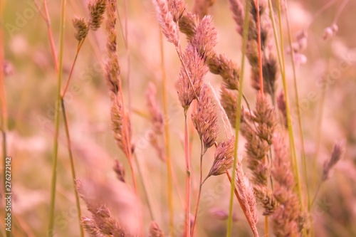 field of pink and gold colored grass in the sunset
