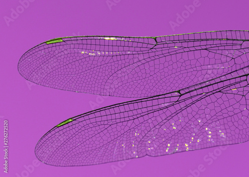 dragonfly wings abstract wildlife