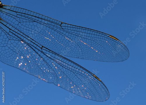 dragonfly wings abstract wildlife