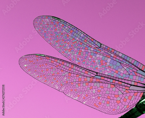 dragonfly wings abstract wildlife © zetat