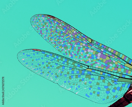 dragonfly wings abstract wildlife © zetat