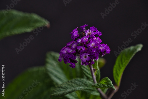 purple heliotrope flowers on a black background photo