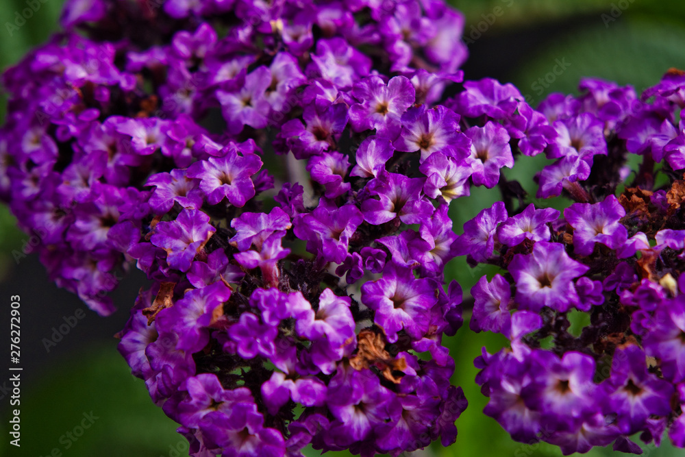 purple heliotrope flowers on a black background purple heliotrope flowers on a black background