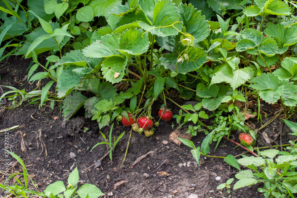 Ripe strawberries after the rain in the garden. Ripe strawberries after the rain in the garden.